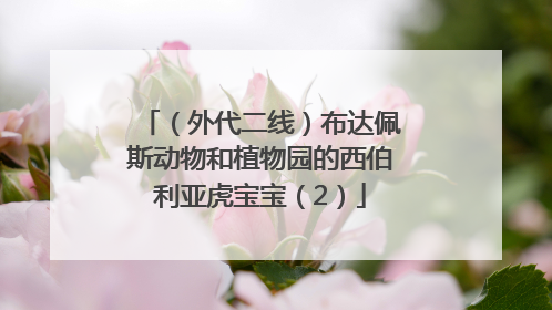（外代二线）布达佩斯动物和植物园的西伯利亚虎宝宝（2）